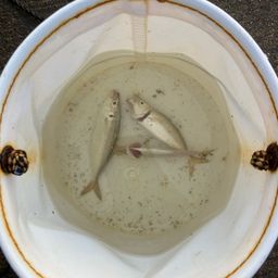 アジ