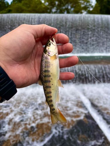 ヤマメの釣果