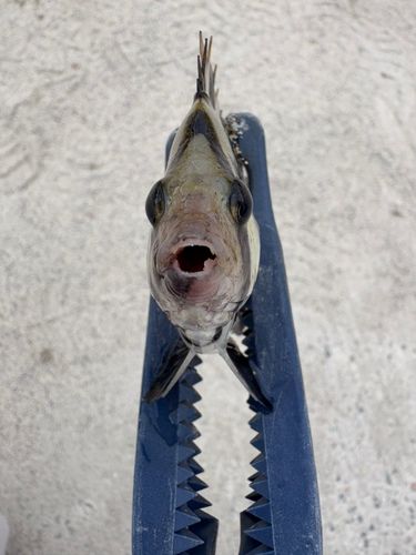 イシダイの釣果
