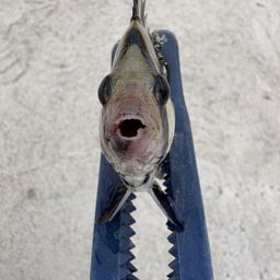 イシダイ