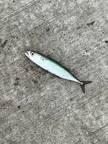 サバの釣果