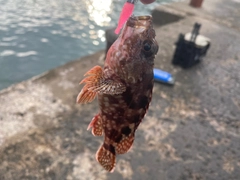 カサゴの釣果