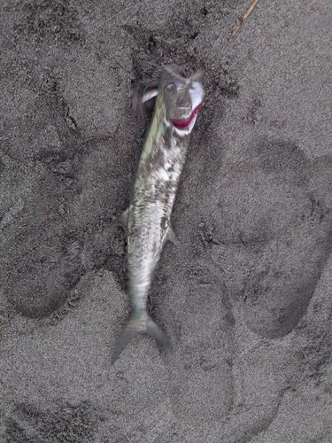 サゴシの釣果