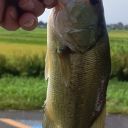 ブラックバス