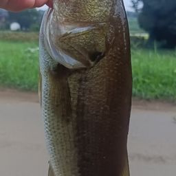 ブラックバス