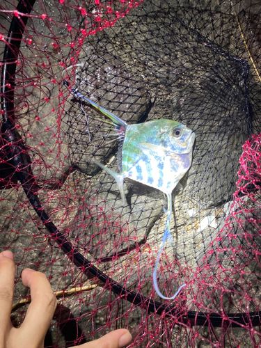 イトヒキアジの釣果