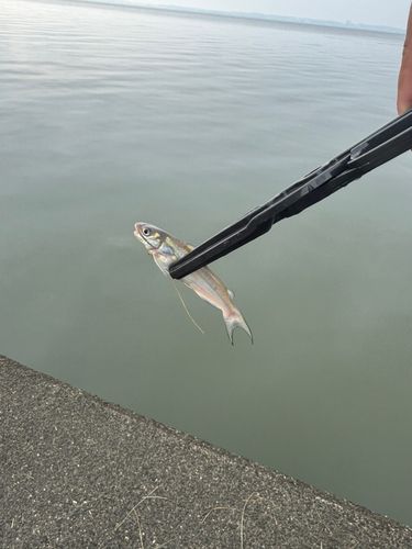 アメリカナマズの釣果