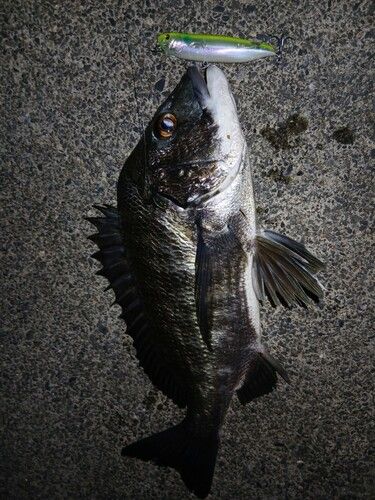 クロダイの釣果