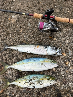 サバの釣果