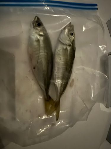 小八幡海岸