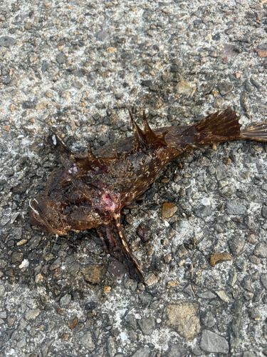 オニオコゼの釣果