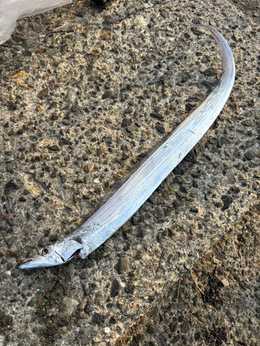 タチウオの釣果
