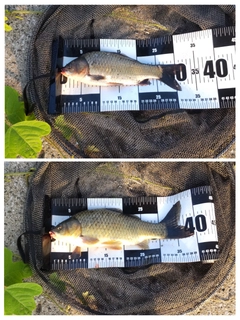 フナの釣果