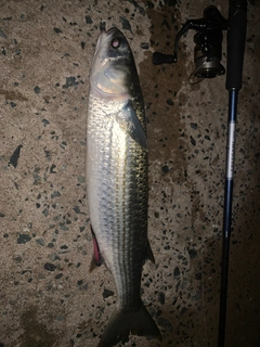 ボラの釣果