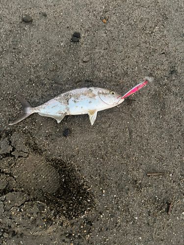 ショゴの釣果
