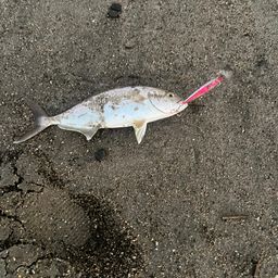 ショゴ