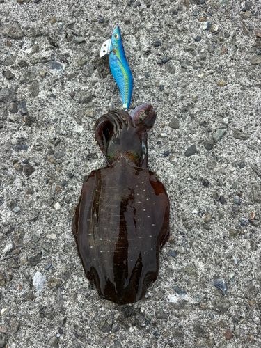 高知県東部