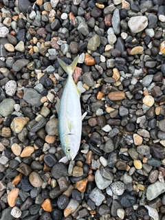 ワカシの釣果