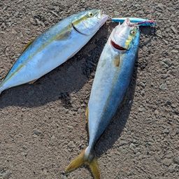 ワカシ
