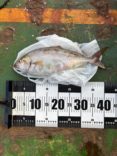 カンパチの釣果