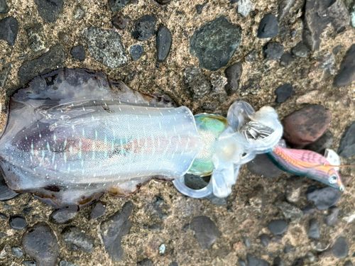 アオリイカの釣果