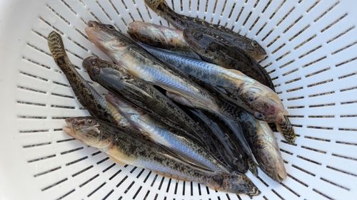 マハゼの釣果