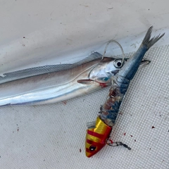 タチウオの釣果