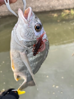 キビレの釣果