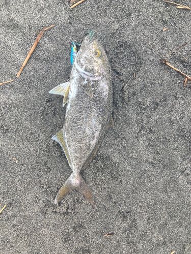 ショゴの釣果