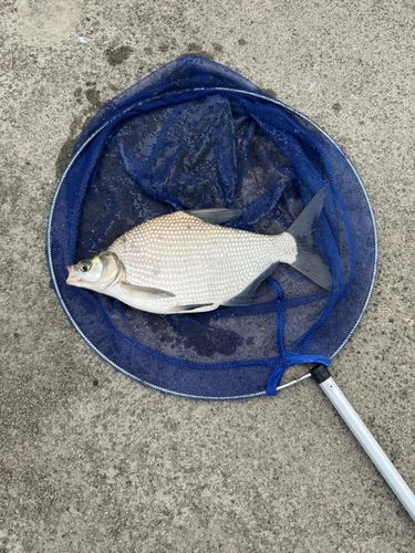 ダントウボウの釣果