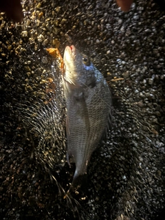 キビレの釣果