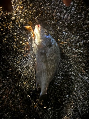 キビレの釣果