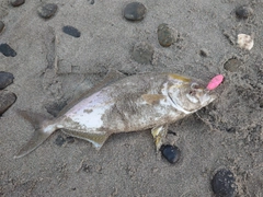 ショゴの釣果
