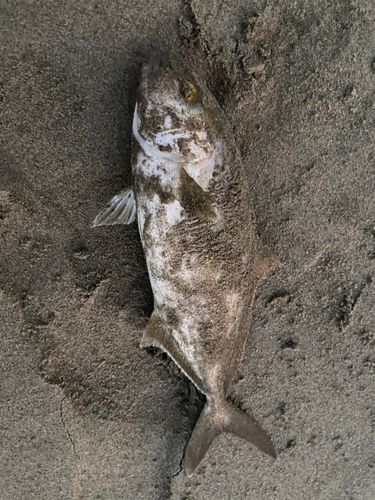 ショゴの釣果