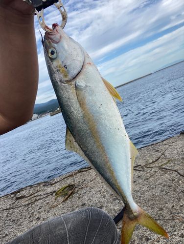 フクラギの釣果