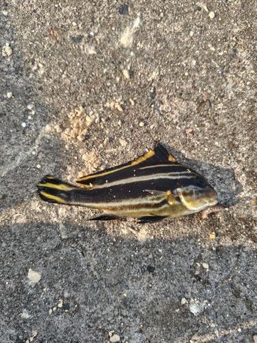 コロダイの釣果