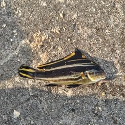 コロダイ
