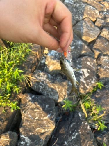 セイゴ（マルスズキ）の釣果