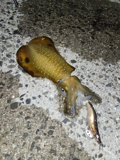 アオリイカの釣果