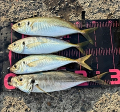 マアジの釣果
