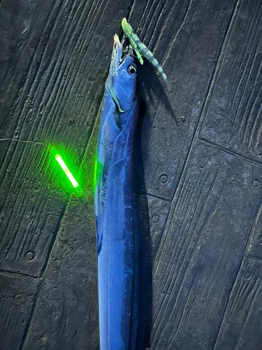 タチウオの釣果