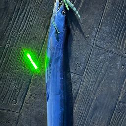 タチウオ