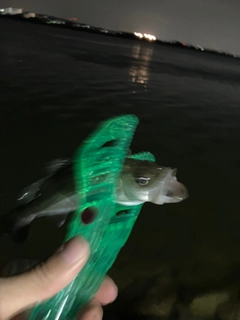 セイゴ（タイリクスズキ）の釣果