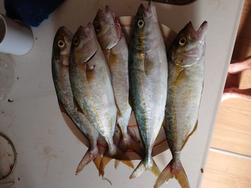 熊野灘