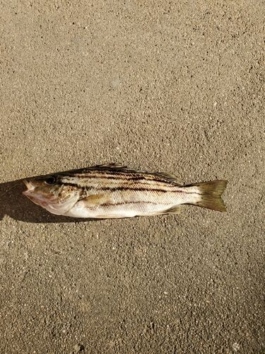 伊勢湾湾奥