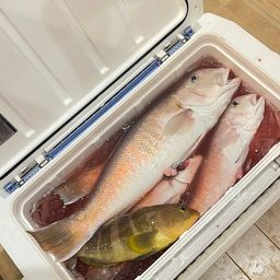 シロアマダイ