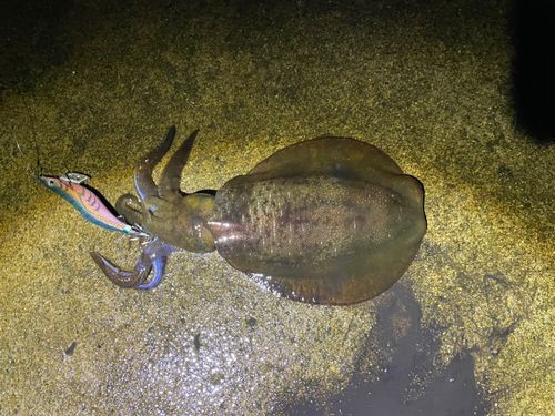 みさき公園裏