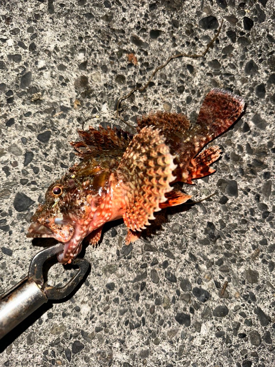 カサゴ