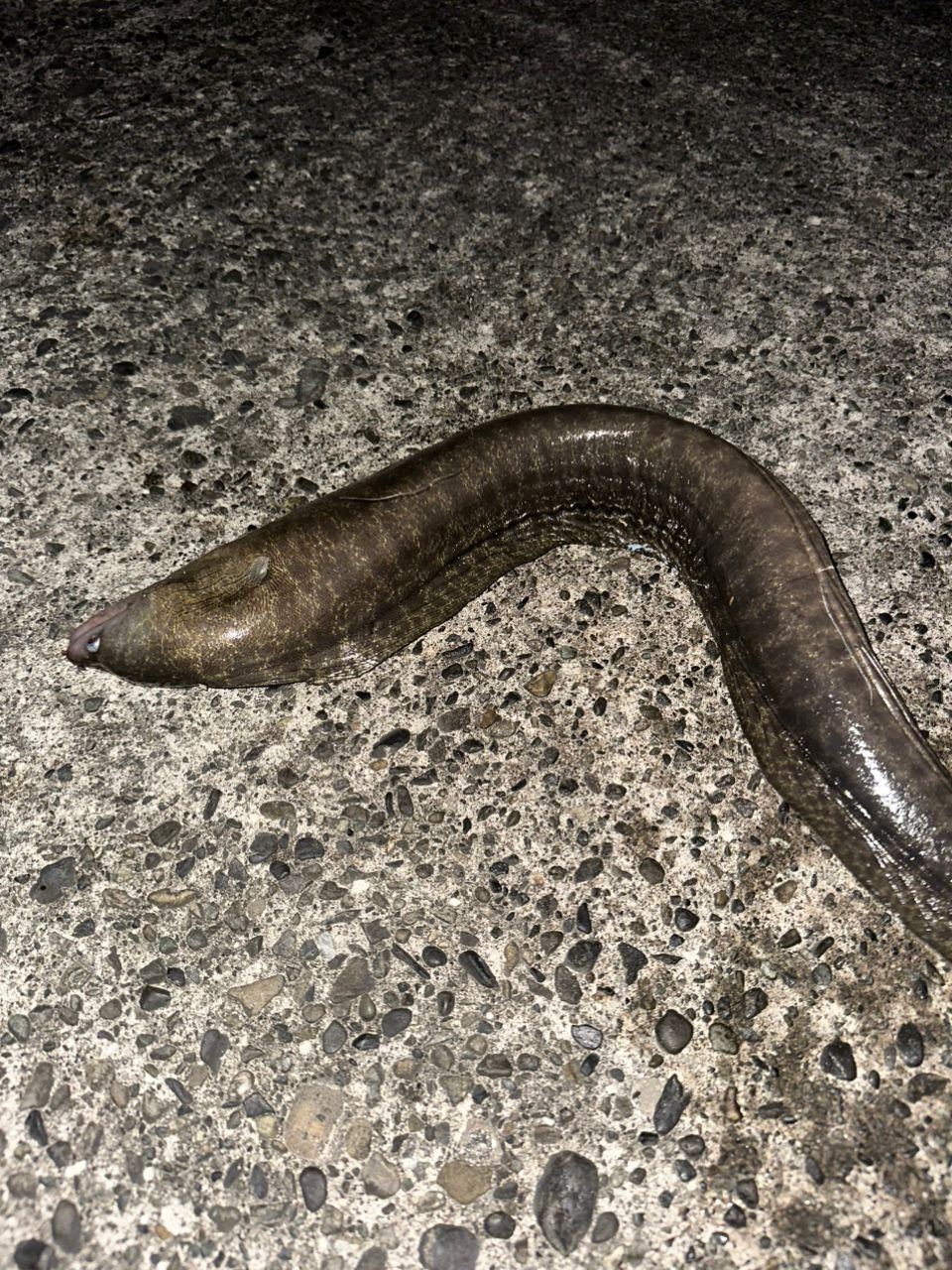 カサゴ