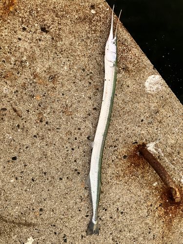 笠戸湾
